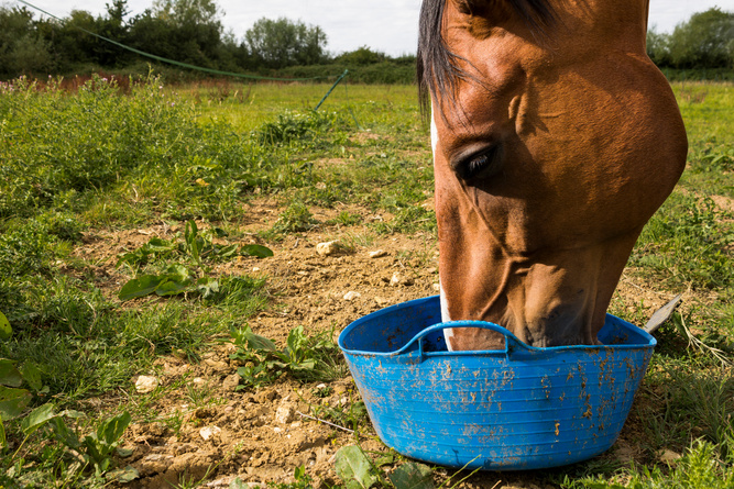 Horse feeding